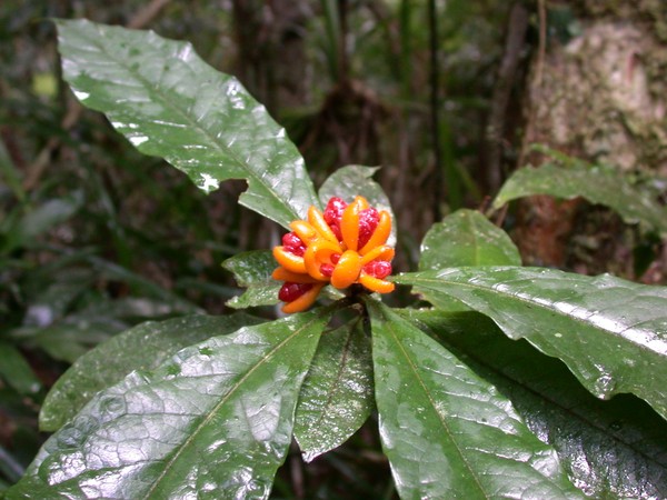 Wild Flower